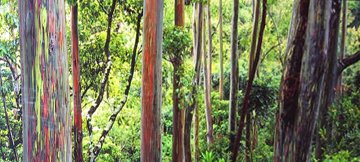 Painted Forest  Panorama - Peter Lik