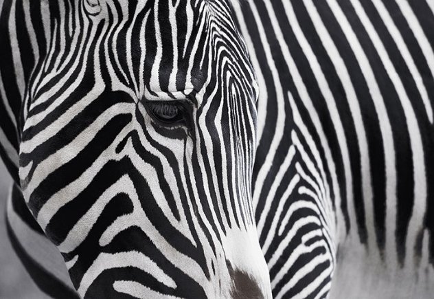 Wild Beauty 1M - Huge Panorama by Peter Lik