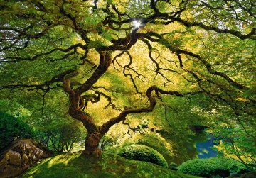 Inner Peace (Oregon) Panorama - Peter Lik Inner Peace (Oregon) Panorama - Peter Lik