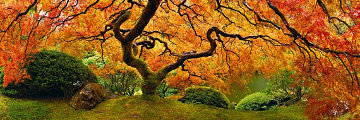 Tree of Zen Panorama - Peter Lik Tree of Zen Panorama - Peter Lik