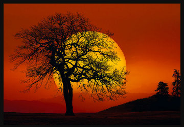 In Search of the Sun (Centerville, Washington) 1.5M Huge Panorama - Peter Lik In Search of the Sun (Centerville, Washington) 1.5M Huge Panorama - Peter Lik