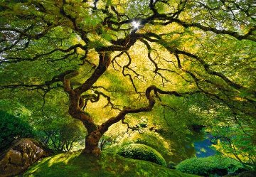 Inner Peace (Oregon) Panorama - Peter Lik Inner Peace (Oregon) Panorama - Peter Lik