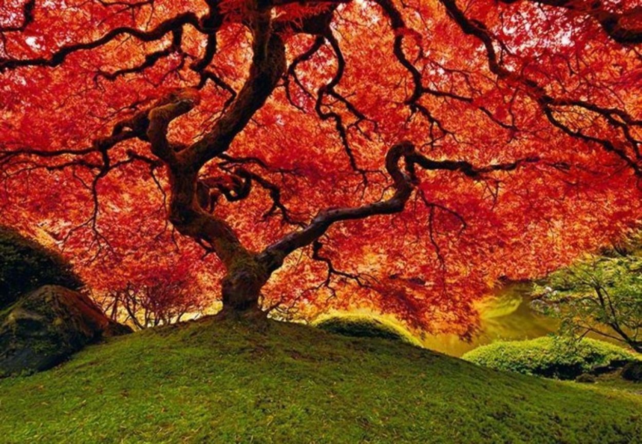Tree of Life (Oregon) Panorama by Peter Lik