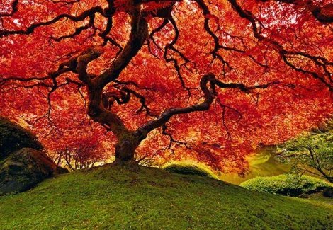 Tree of Life (Oregon) Panorama - Peter Lik