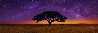 Celestial Dreams - Huge 1.9M - Oregon - Mural Size Panorama by Peter Lik - 0