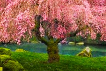 peter lik tree of the universe for sale peter lik tree of the universe for sale