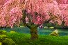Tree of Dreams (Washington State) 2M Super Huge Panorama by Peter Lik - 0 Tree of Dreams (Washington State) 2M Super Huge Panorama by Peter Lik - 0