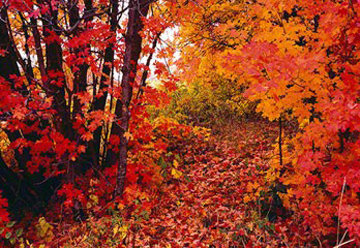 Wonderland 1.5M Huge Panorama - Peter Lik Wonderland 1.5M Huge Panorama - Peter Lik