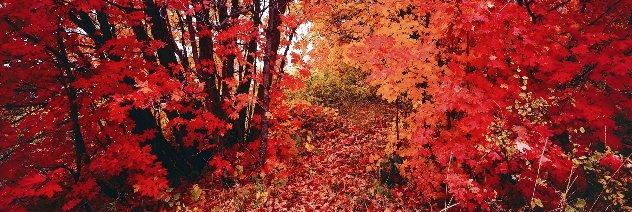 Wonderland 1.5M - Huge - Ogden Valley, Utah by Peter Lik