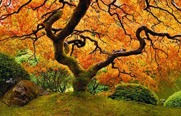Tree of Zen 2M Super Huge Panorama - Peter Lik Tree of Zen 2M Super Huge Panorama - Peter Lik