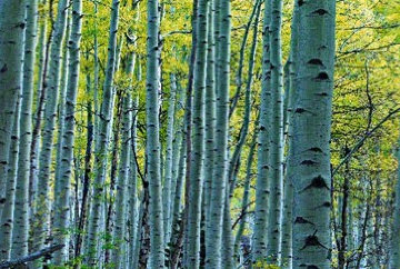 Endless Birches Colorado Epic Super Huge Panorama - Peter Lik Endless Birches Colorado Epic Super Huge Panorama - Peter Lik