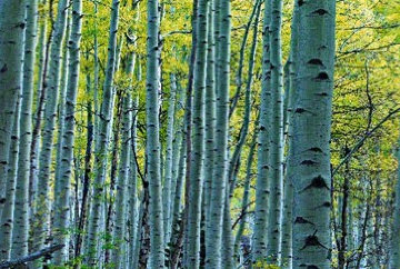 Endless Birches - Colorado - Mural - Epic Size 109 in Panorama - Peter Lik