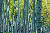 Endless Birches 2.4M - Epic Mural Size - Aspen, Colorado Panorama by Peter Lik - 2