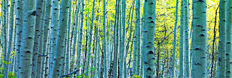 Endless Birches 2.4M - Epic Mural Size - Aspen, Colorado Panorama - Peter Lik