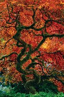 Infinity Tree Panorama by Peter Lik - 0