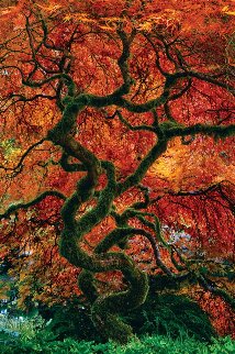 Infinity Tree Panorama - Peter Lik Infinity Tree Panorama - Peter Lik