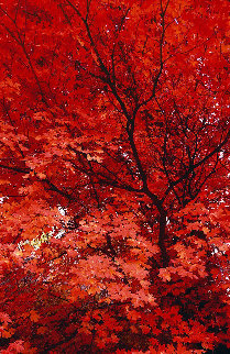 Zen (Ogden Valley Utah) Panorama - Peter Lik Zen (Ogden Valley Utah) Panorama - Peter Lik