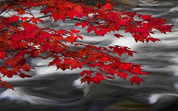River of Zen AP 2M Super Huge Panorama - Peter Lik River of Zen AP 2M Super Huge Panorama - Peter Lik