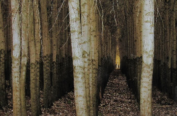 Endless Forest (Boardman, Oregon) 2M Super Huge Panorama - Peter Lik Endless Forest (Boardman, Oregon) 2M Super Huge Panorama - Peter Lik