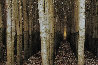 Endless Forest 2M - Huge Mural Size - Boardman, Oregon Panorama by Peter Lik - 5