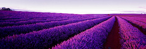 Lavender - Nabowla, Tasmania Panorama - Peter Lik