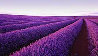 Lavender - Nabowla, Tasmania Panorama by Peter Lik - 2