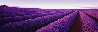 Lavender - Nabowla, Tasmania Panorama by Peter Lik - 3