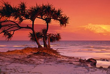 Pandanus Twilight 1.5M Huge Panorama - Peter Lik Pandanus Twilight 1.5M Huge Panorama - Peter Lik