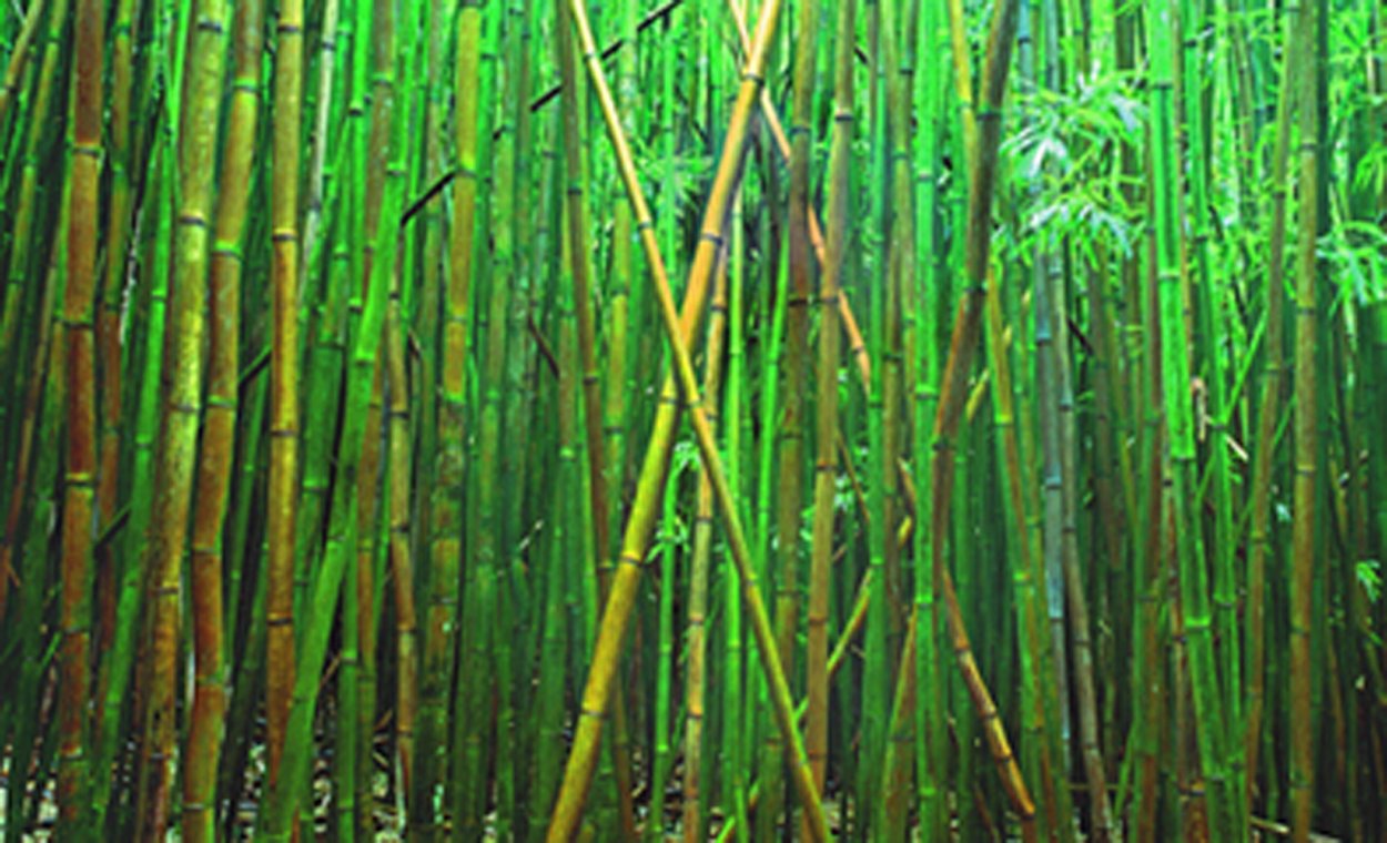 Bamboo (Pipiwai Trail Hana Hawaii) 2M  Huge Panorama by Peter Lik