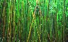 Bamboo (Pipiwai Trail Hana Hawaii) 2M Super Huge Panorama by Peter Lik - 0 Bamboo (Pipiwai Trail Hana Hawaii) 2M Super Huge Panorama by Peter Lik - 0