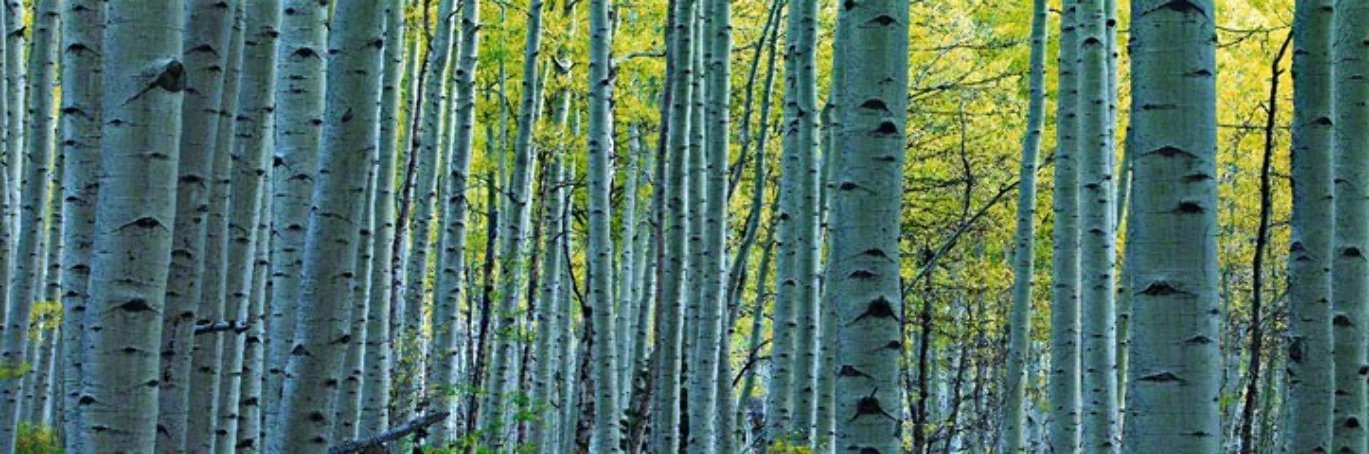 Endless Birches Colorado AP 2M Super Huge Panorama by Peter Lik Endless Birches Colorado AP 2M Super Huge Panorama by Peter Lik