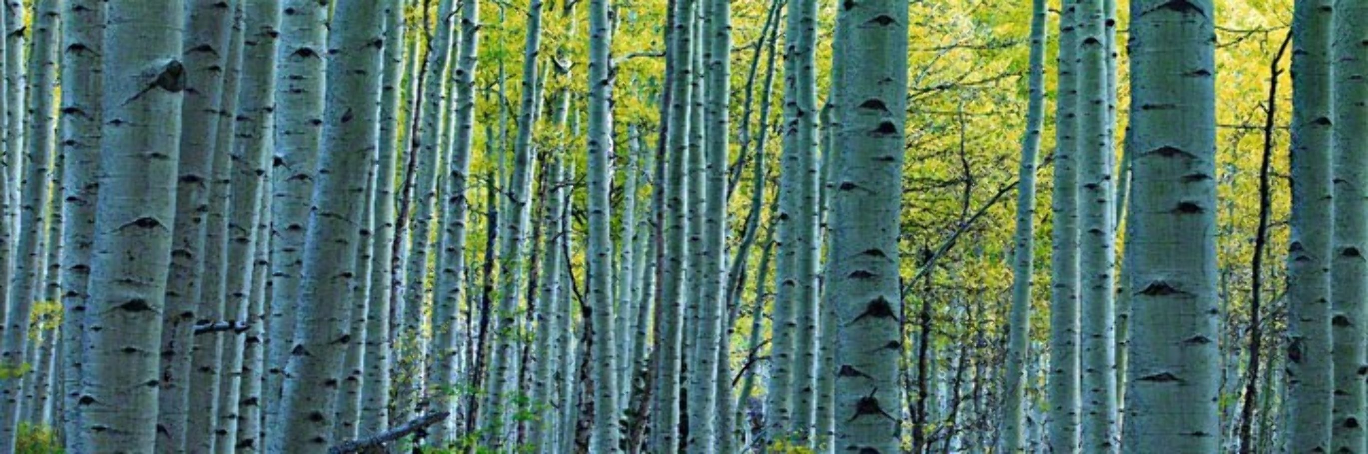 Endless Birches Colorado AP 2M Super Huge Panorama by Peter Lik Endless Birches Colorado AP 2M Super Huge Panorama by Peter Lik