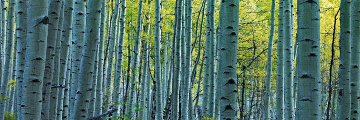 Endless Birches Colorado AP 2M Super Huge Panorama - Peter Lik Endless Birches Colorado AP 2M Super Huge Panorama - Peter Lik