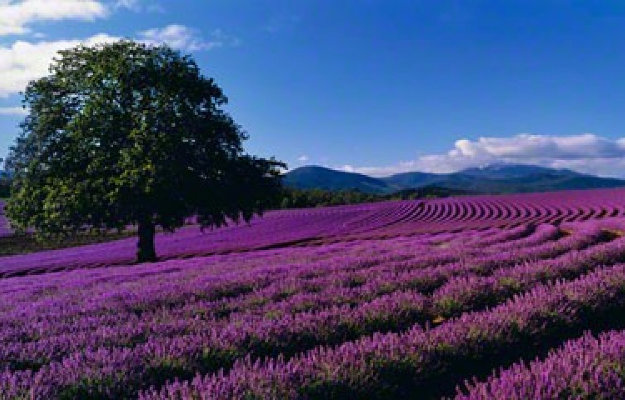 Lavender Sea (Tasmania, Australia) Panorama by Peter Lik Lavender Sea (Tasmania, Australia) Panorama by Peter Lik