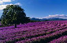 Lavender Sea (Tasmania, Australia) Panorama by Peter Lik - 0 Lavender Sea (Tasmania, Australia) Panorama by Peter Lik - 0