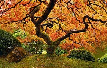 Tree of Zen Super Huge Epic 150 In Panorama - Peter Lik Tree of Zen Super Huge Epic 150 In Panorama - Peter Lik