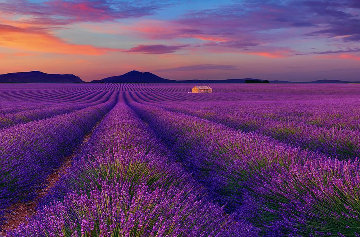 Le Reve (Valensole, France) Panorama - Peter Lik Le Reve (Valensole, France) Panorama - Peter Lik
