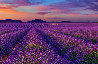 Le Reve 1M - Huge - Valensole, France Panorama by Peter Lik - 2