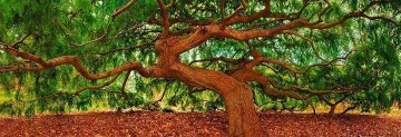 peter lik tree of the universe for sale