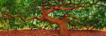 Spirit of Wisdom 2M Super Huge Panorama - Peter Lik Spirit of Wisdom 2M Super Huge Panorama - Peter Lik