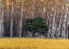 Golden Silence 2M - Huge Mural Size - Oregon - Recess Mount Panorama by Peter Lik - 1