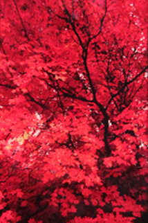 Zen (Ogden Valley Utah) 1.5M Panorama - Peter Lik Zen (Ogden Valley Utah) 1.5M Panorama - Peter Lik