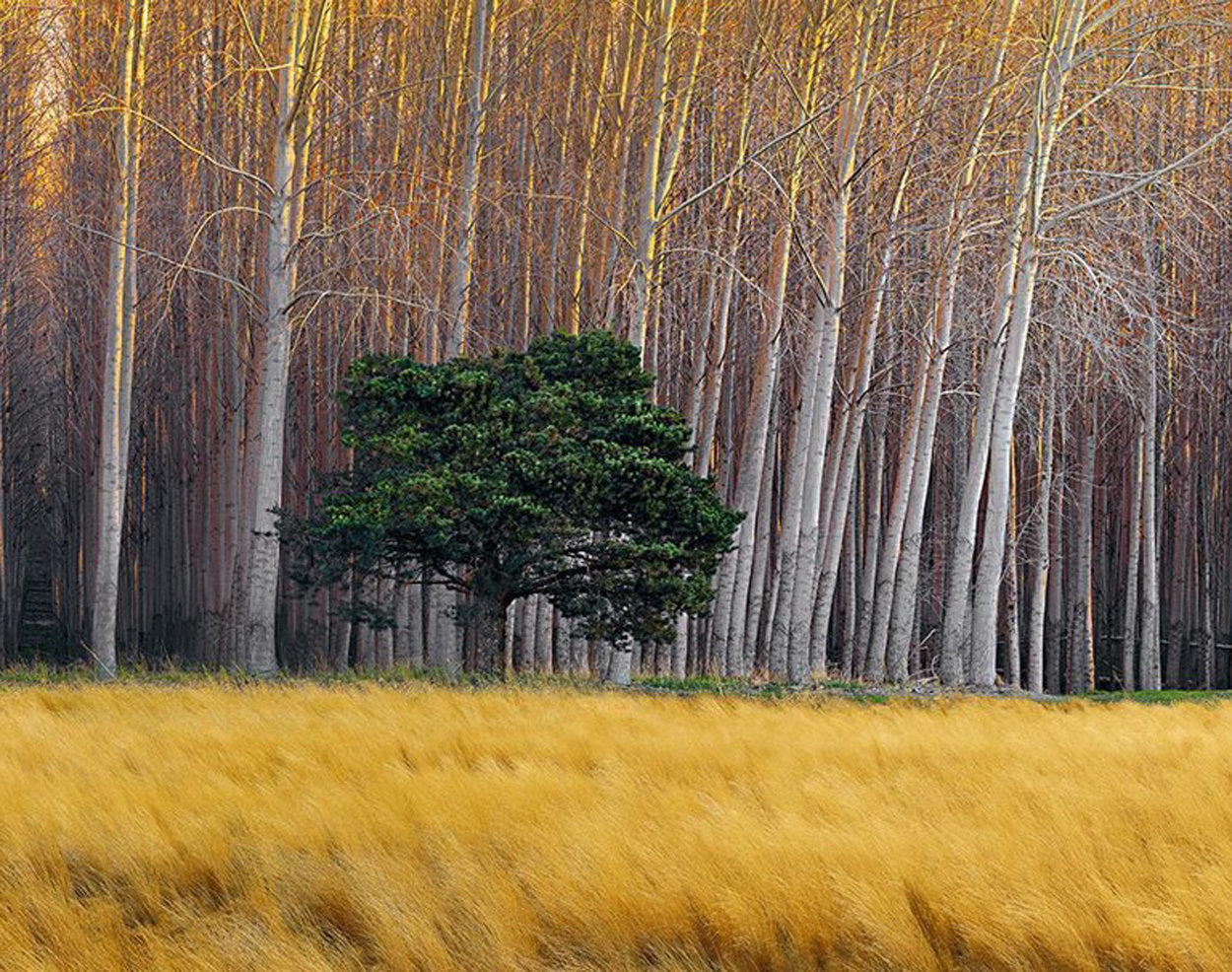 Golden Silence 2M Super Huge Panorama by Peter Lik Golden Silence 2M Super Huge Panorama by Peter Lik
