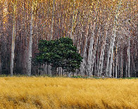 Golden Silence 2M Super Huge Panorama by Peter Lik - 0 Golden Silence 2M Super Huge Panorama by Peter Lik - 0