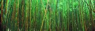 Bamboo (Pipiwai Trail Hana Hawaii) 2M Super Huge Panorama by Peter Lik - 2 Bamboo (Pipiwai Trail Hana Hawaii) 2M Super Huge Panorama by Peter Lik - 2