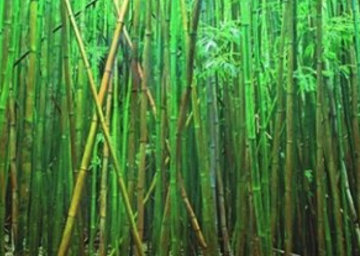 Bamboo (Pipiwai Trail Hana Hawaii) 2M Super Huge Panorama - Peter Lik Bamboo (Pipiwai Trail Hana Hawaii) 2M Super Huge Panorama - Peter Lik