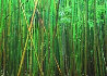 Bamboo 2M - Huge Mural Size - Pipiwai Trail, Hana, Hawaii Panorama by Peter Lik - 3