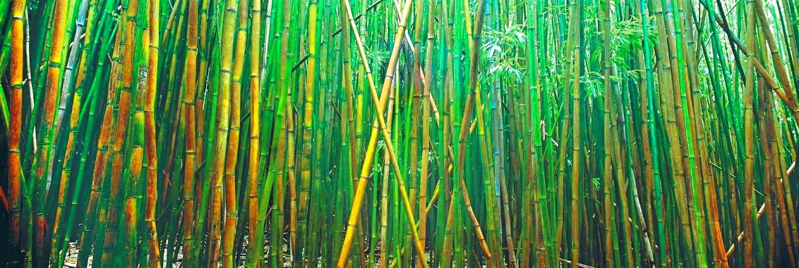 Bamboo 2M - Huge Mural Size - Pipiwai Trail, Hana, Hawaii Panorama by Peter Lik