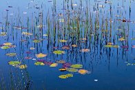 Lilies of the Pond Panorama by Peter Lik - 0