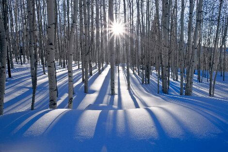 Sunlit Birches 1M - Telluride, Colorado Panorama - Peter Lik